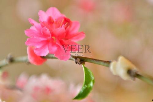 桃花喜事,一场别开生面的乡村盛宴